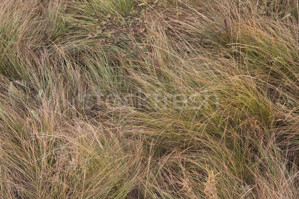 high mountain meadow grass Stock photo © PixelsAway