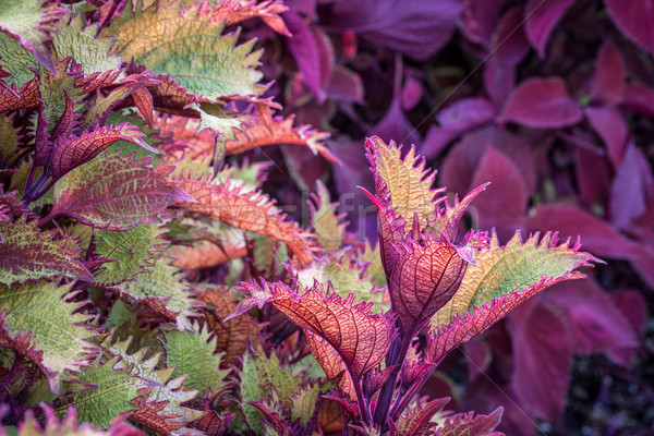 Stockfoto: Henna · loof · Rood · heldere