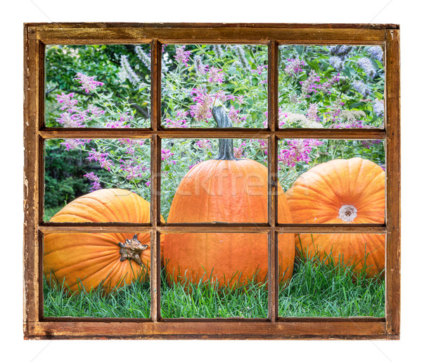 garden with pumpkin window view Stock photo © PixelsAway