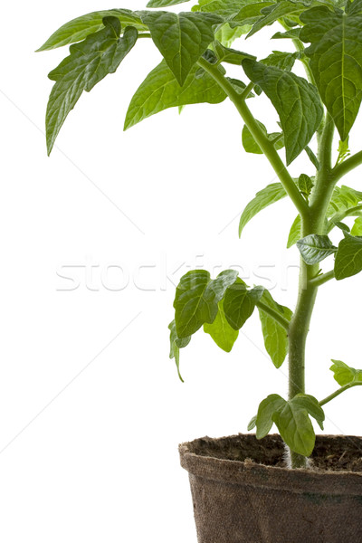 new tomato plant in biodegradable peatpot Stock photo © PixelsAway