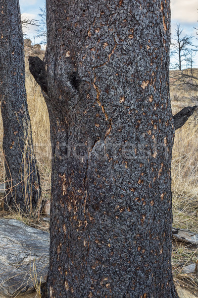 çam ağacı söndürülmesi güç ateş dağlar kale Stok fotoğraf © PixelsAway
