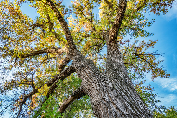 Giant cottonwood tree with fall foliage Stock photo © PixelsAway