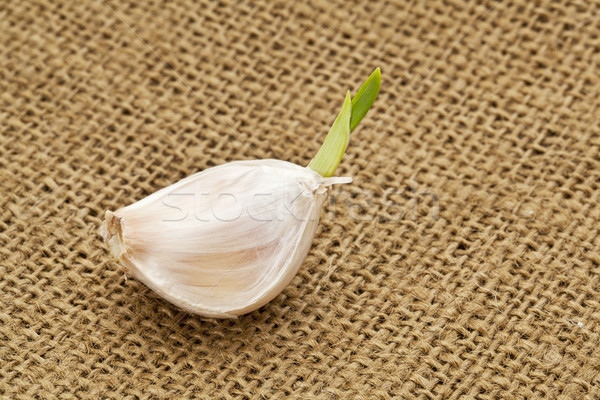 germinating garlic clove Stock photo © PixelsAway