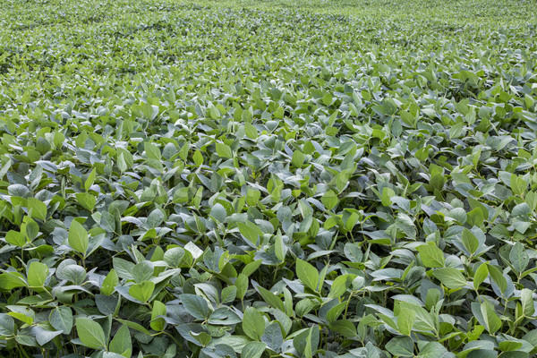 green soybean field Stock photo © PixelsAway