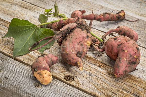 сладкий картофель свежие саду деревенский Сток-фото © PixelsAway