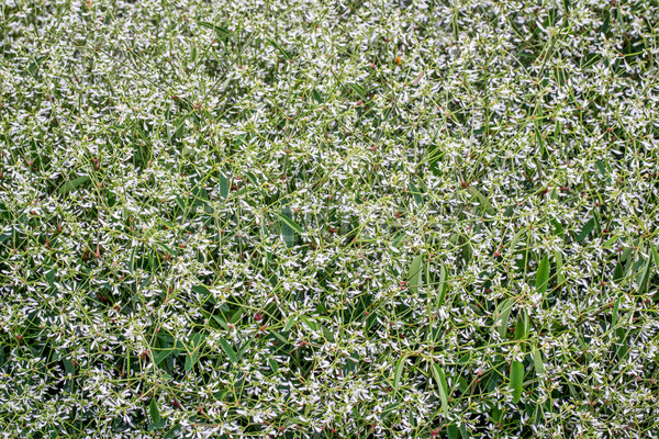 background of flowering euphorbia plant Stock photo © PixelsAway