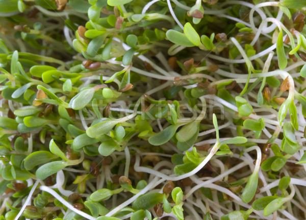 Alfalfa sprouts background Stock photo © PixelsAway