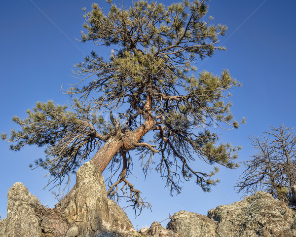 twisted pine tree Stock photo © PixelsAway