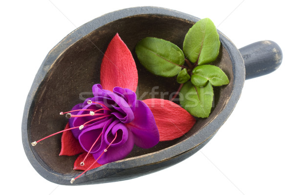 fuchsia flower in a wooden scoop Stock photo © PixelsAway