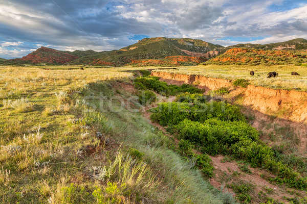 Colorado foothills at sunset Stock photo © PixelsAway