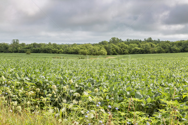 Missouri boom Stockfoto © PixelsAway