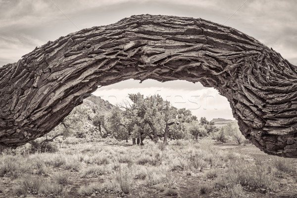 Alten Baum Wüste Canyon schwarz weiß Platin Stock foto © PixelsAway