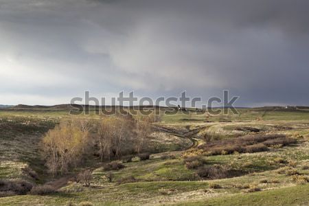 Stock foto: Frühling · Sturm · Colorado · Ranch · Adler · Nest