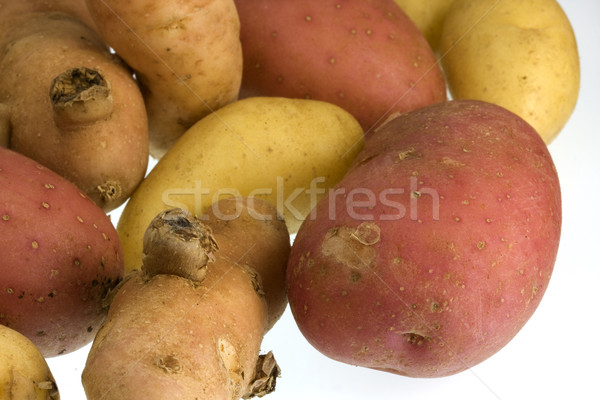 fingerling potato of three different varieties Stock photo © PixelsAway