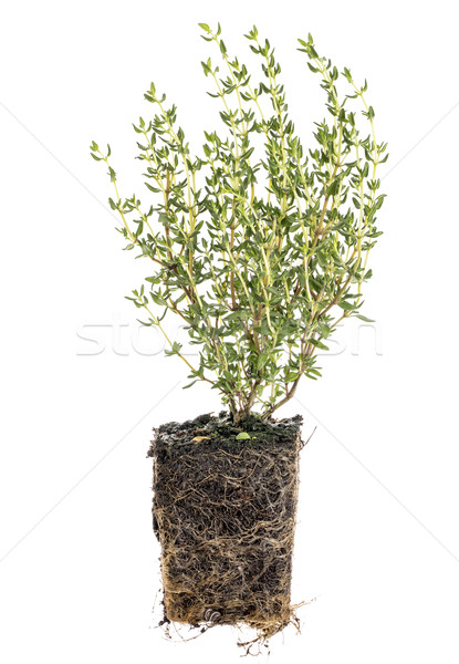 new French thyme plant with roots Stock photo © PixelsAway