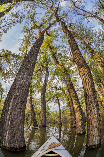 Magia forestales canoa arco lago árboles Foto stock © PixelsAway