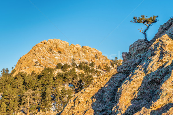 Horsetooth Rock and pine tree Stock photo © PixelsAway