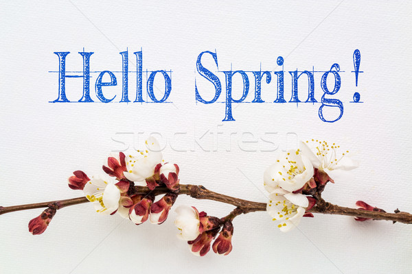 Bonjour printemps abricot fleur écriture blanche [[stock_photo]] © PixelsAway