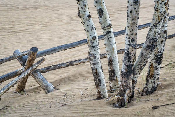 aspen tree and fence Stock photo © PixelsAway
