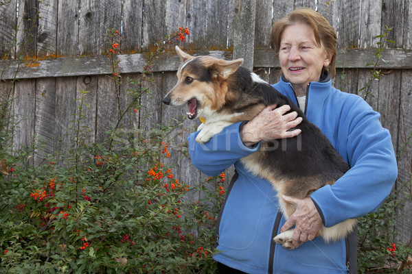 old woman with corgi puppy Stock photo © PixelsAway