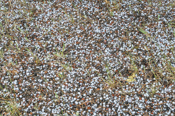 Borókabogyók föld sivatag délnyugat USA fű Stock fotó © PixelsAway