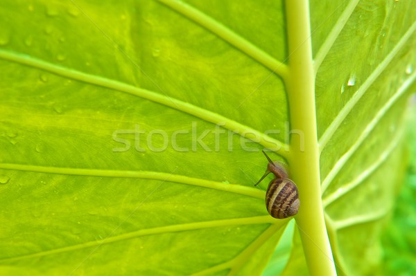 Green Elephant Ear Leaf with Snail Stock photo © pixelsnap