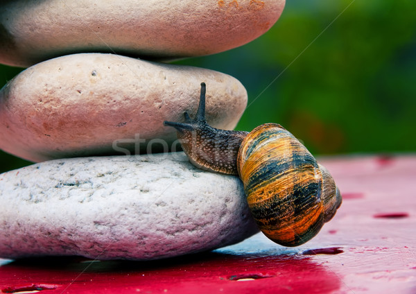 Snail crossing a rock barrier Stock photo © pixinoo