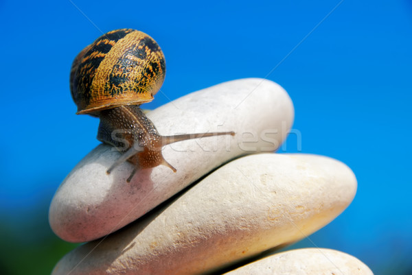 Escargot cailloux montagne aider succès escalade [[stock_photo]] © pixinoo