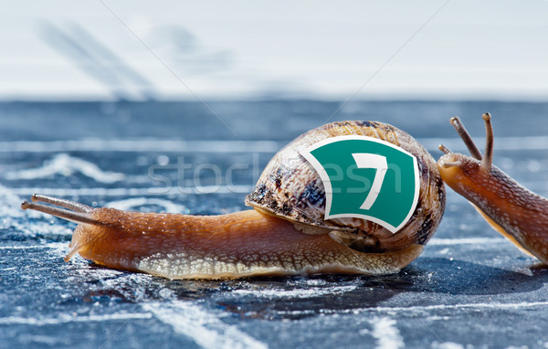 snail finish encouraged by its congener Stock photo © pixinoo