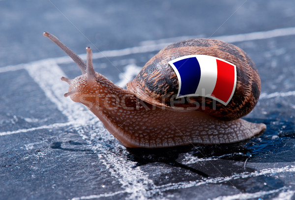 finish line winning of a snail with the colors of France flag Stock photo © pixinoo