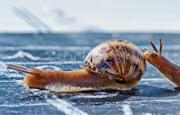 snail finish encouraged by its congener Stock photo © pixinoo