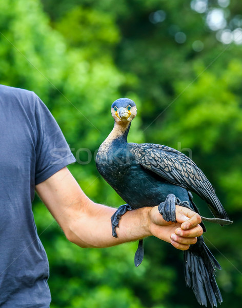 Stock photo: Park animator holding a cormorant