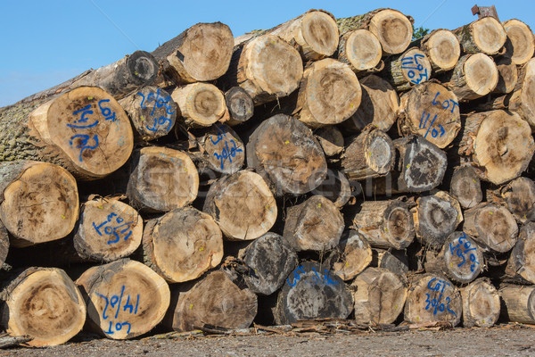tree trunks stacked before transformation Stock photo © pixinoo