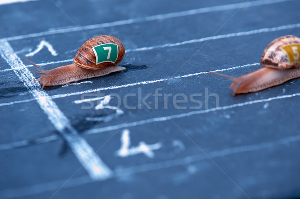 finish of racing snails Stock photo © pixinoo