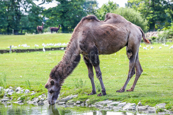 Stock photo: A Bactrian camel drinking across the field