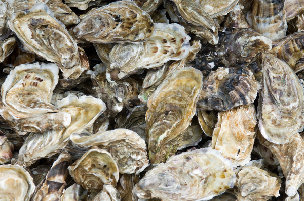 Oyster Stock photo © pixpack