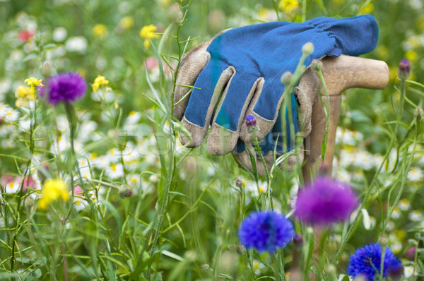 Foto stock: Guantes · flor · silvestre · pradera · flores · hierba · trabajo