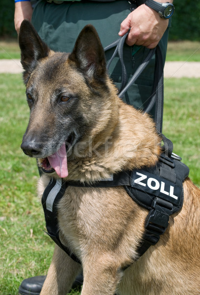 Urząd celny psa policji szkolenia granicy kontroli Zdjęcia stock © pixpack