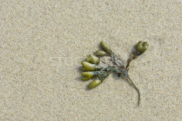 Seaweed in the sand Stock photo © pixpack