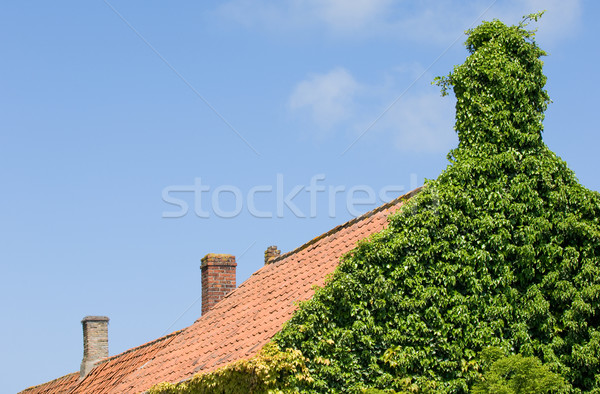 Ivy at a house wall Stock photo © pixpack