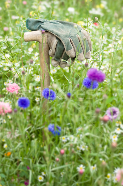 Gardeners gloves in a wild flower meadow Stock photo © pixpack
