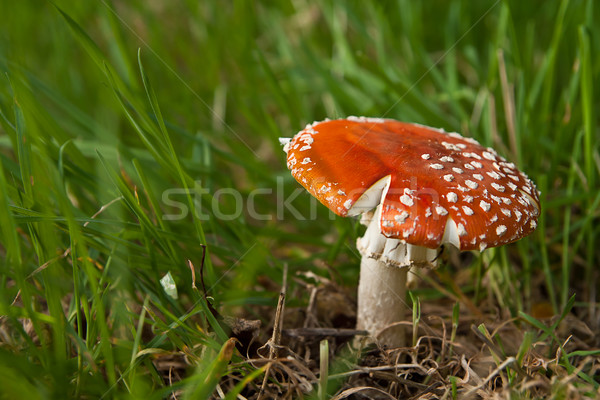 Fly agaric mushroom Stock photo © PiXXart
