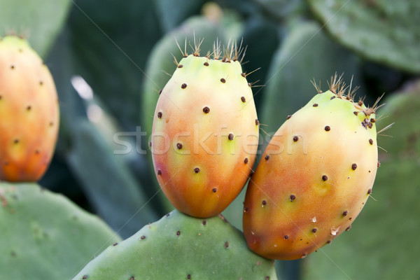 prickly pear on cactus  Stock photo © PiXXart