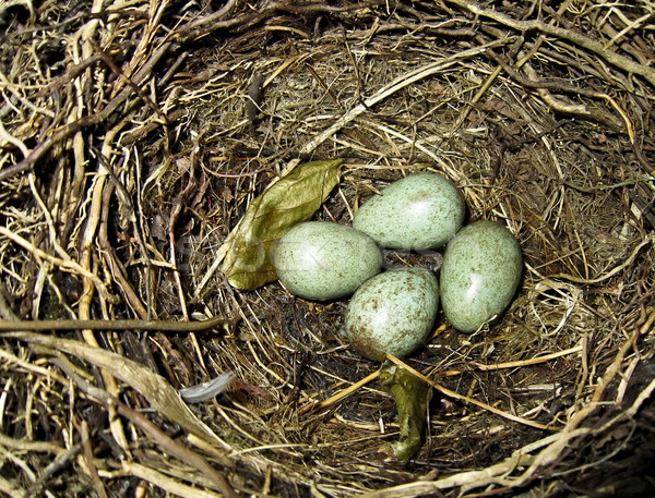 Thrush eggs in bird nest Stock photo © PiXXart