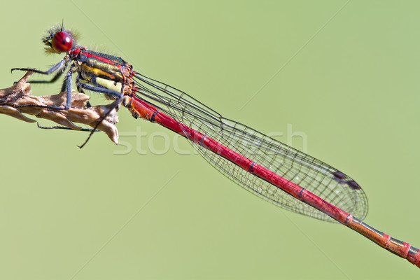 красный Dragonfly вверх лес лист Сток-фото © PiXXart
