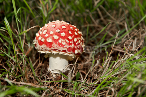 Volée champignons permanent herbe forêt corps [[stock_photo]] © PiXXart