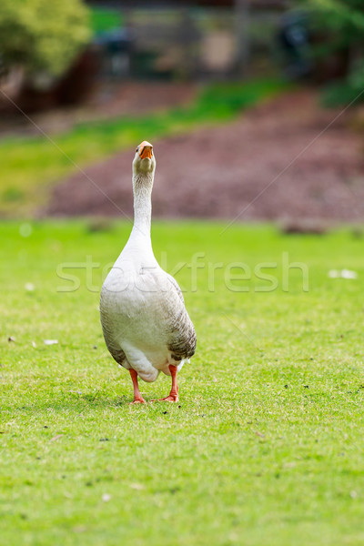 Oie plumes animaux agriculture close-up Photo stock © pngstudio