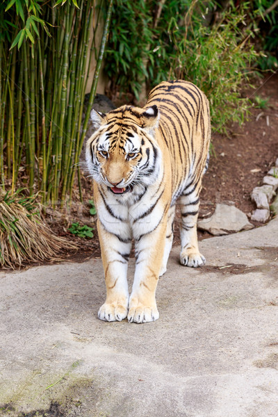Amur tiger Stock photo © pngstudio