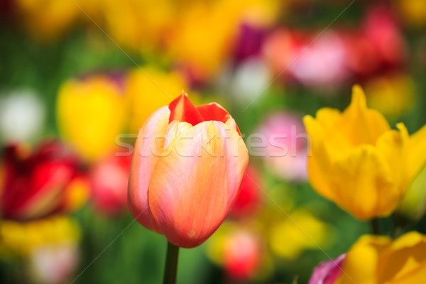 Belle tulipes coloré jardin printemps feuille Photo stock © pngstudio