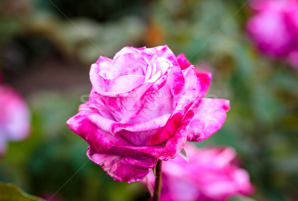 Foto stock: Perfumado · rosa · completo · florescer · Washington · parque